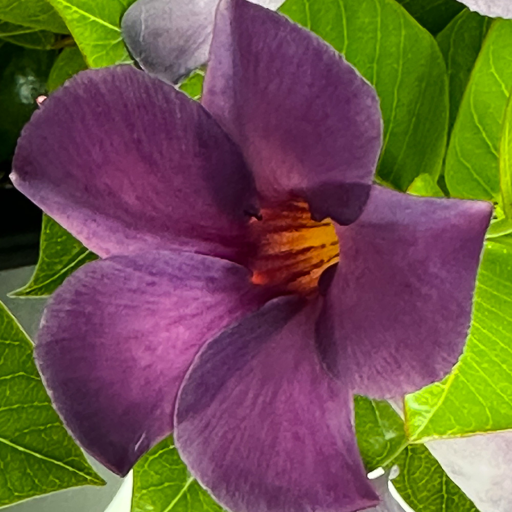 Mandevilla Bluephoria™ - Homestead Gardens, Inc.