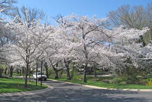 Flowering Cherry Trees